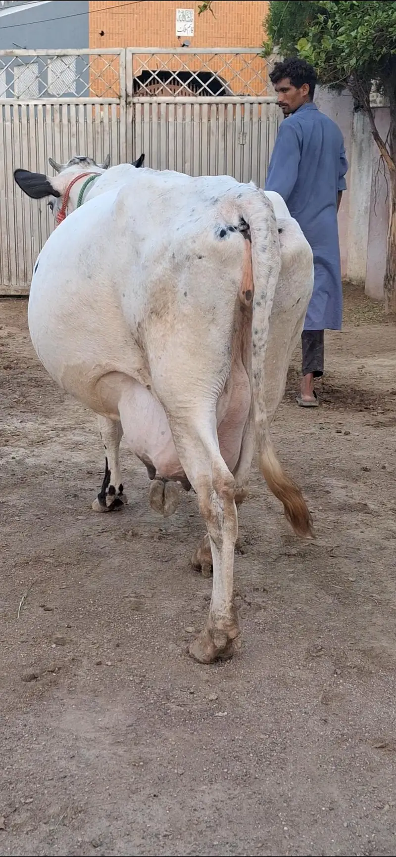 Jersey cow/Gaye for sale 03479088027 — photo 4