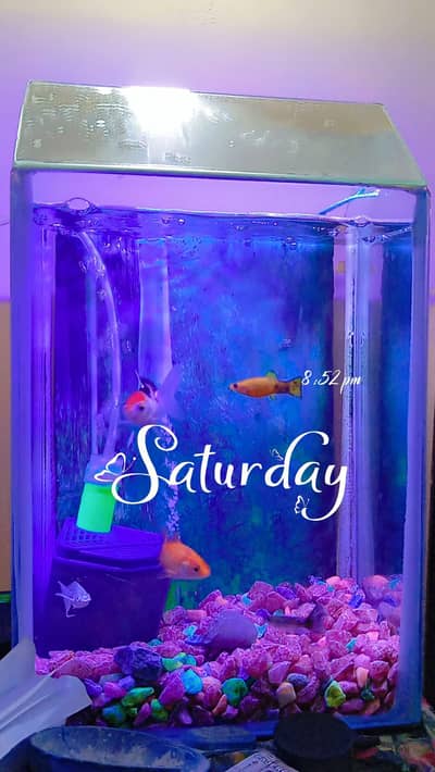 fishes with aquarium (filter,motor)