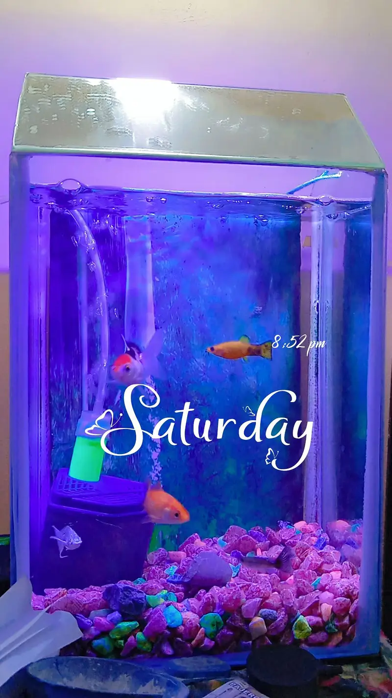 fishes with aquarium (filter,motor)