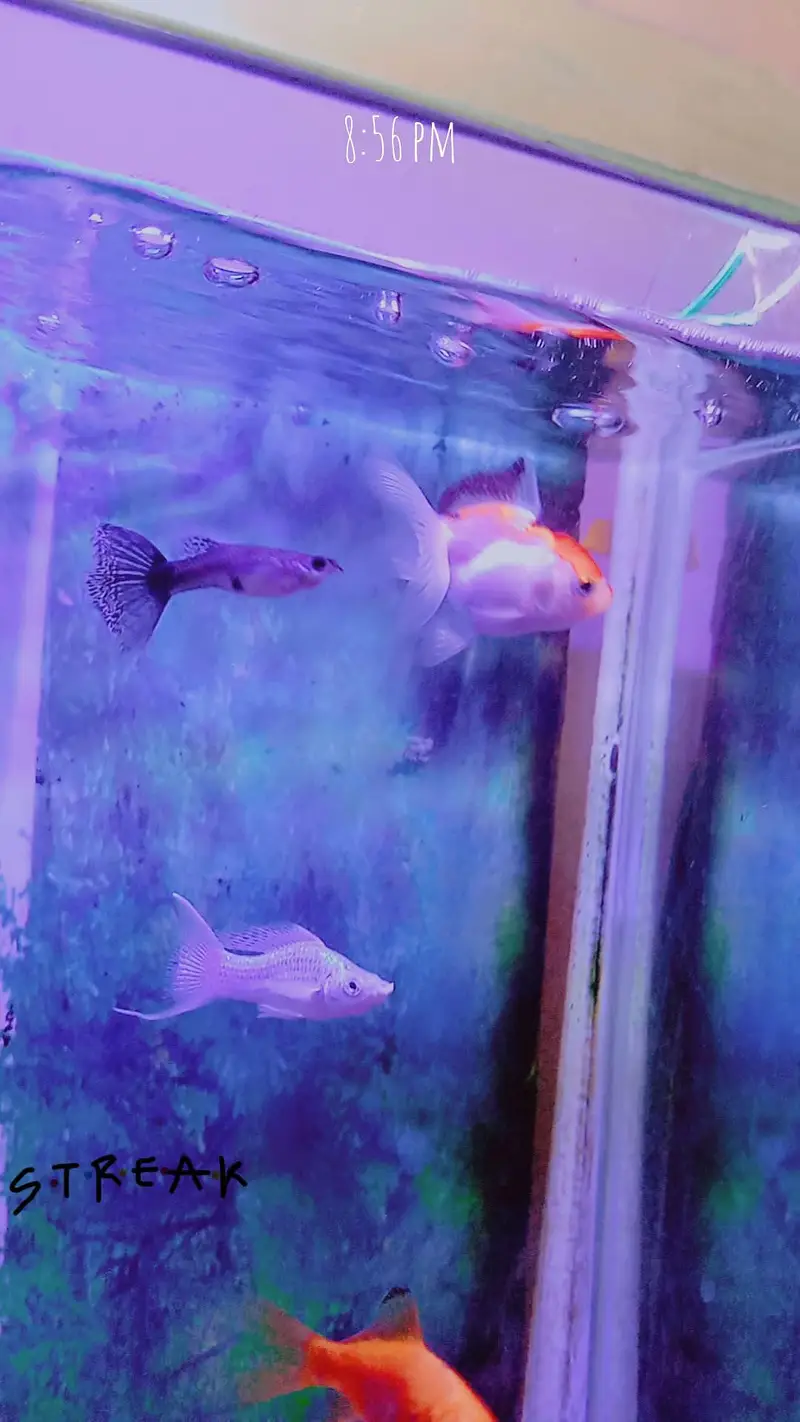 fishes with aquarium (filter,motor) — photo 2