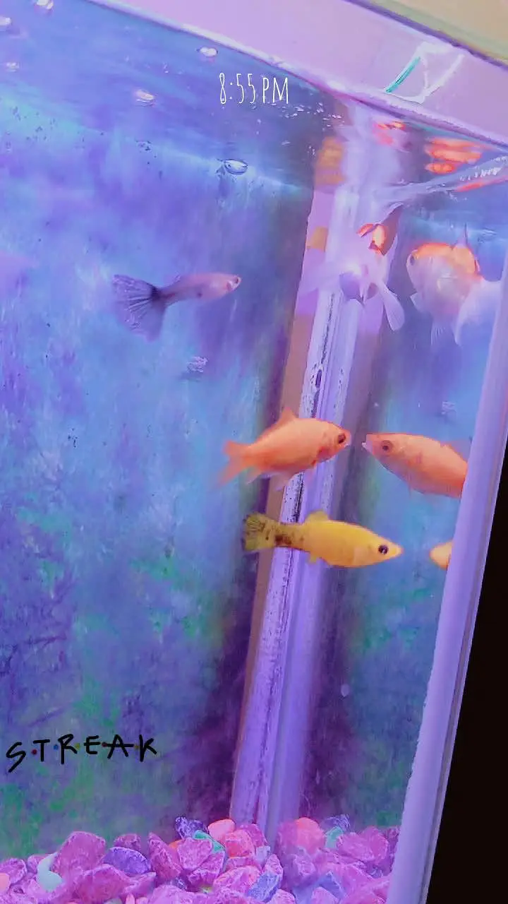fishes with aquarium (filter,motor) — photo 3