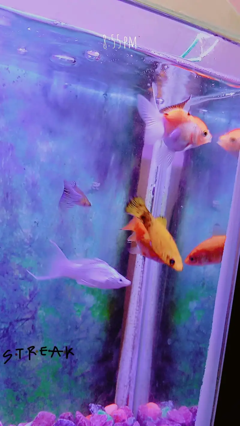 fishes with aquarium (filter,motor) — photo 4