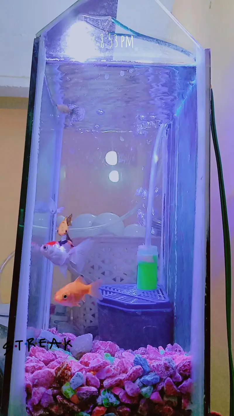 fishes with aquarium (filter,motor) — photo 5