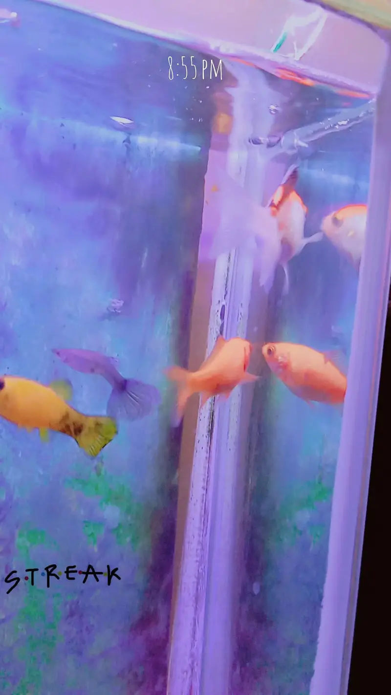 fishes with aquarium (filter,motor) — photo 6