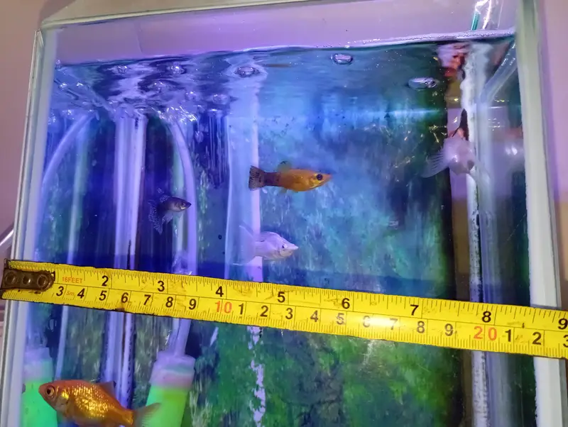 fishes with aquarium (filter,motor) — photo 7