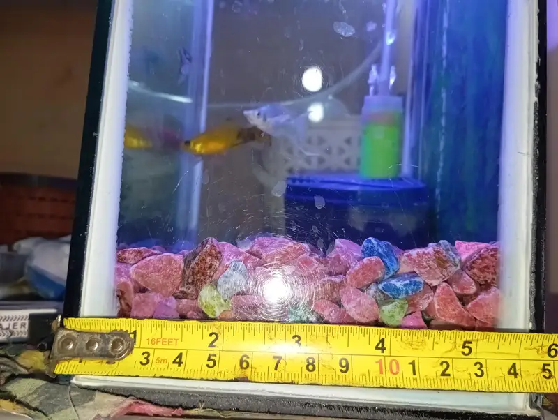 fishes with aquarium (filter,motor) — photo 8