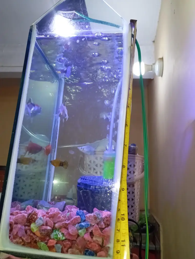 fishes with aquarium (filter,motor) — photo 9