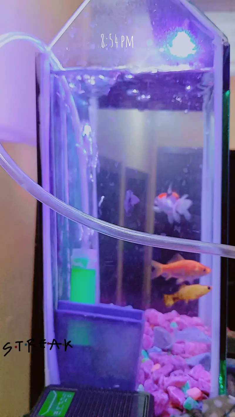 fishes with aquarium (filter,motor) — photo 10