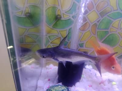 Fish aquarium with fishes 4 sale 1 shark and 1 pair parrot fishes