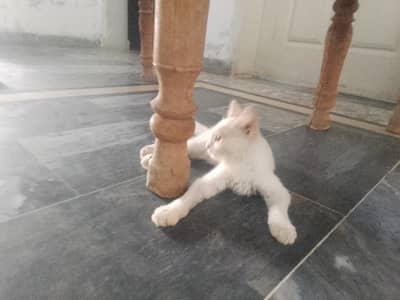 CAT FOR SALE