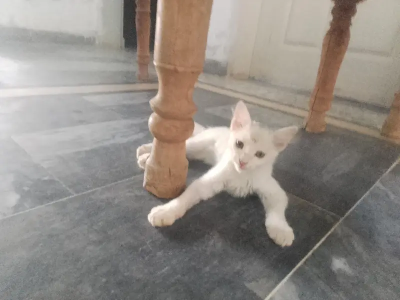 CAT FOR SALE — photo 2