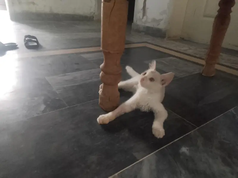 CAT FOR SALE — photo 3