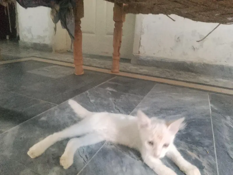 CAT FOR SALE — photo 4