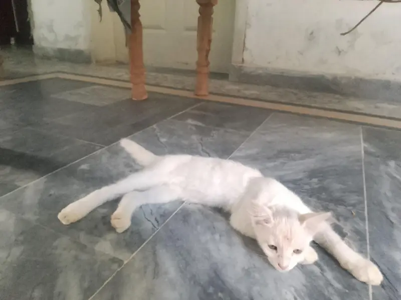 CAT FOR SALE — photo 5