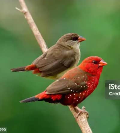 staubary finches