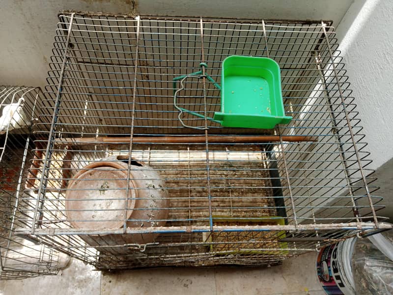 Bird Cage 1