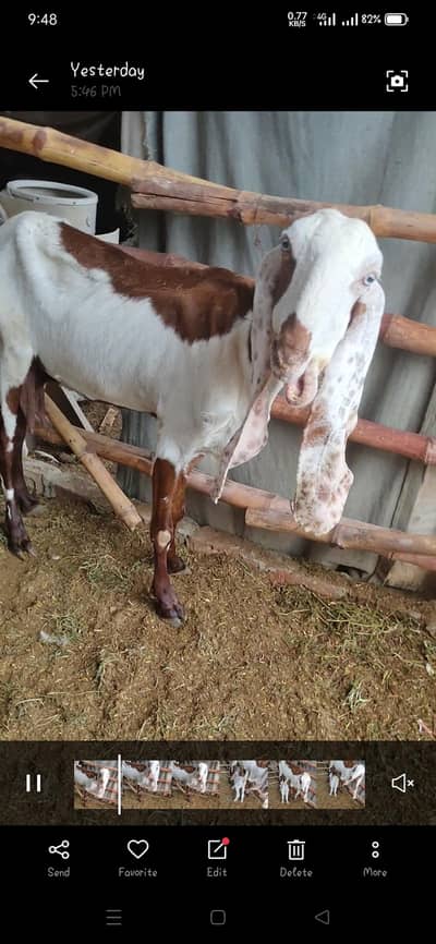 Beetal bakri saath 1 male bacha 20din ka