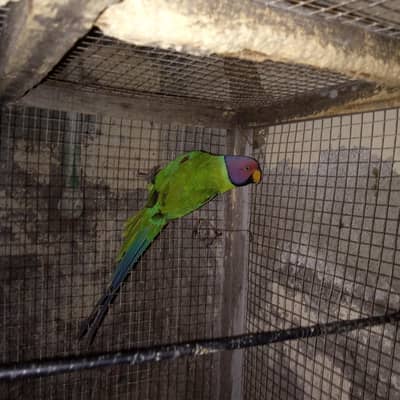 plum headed parrot urgent sale only whatsap