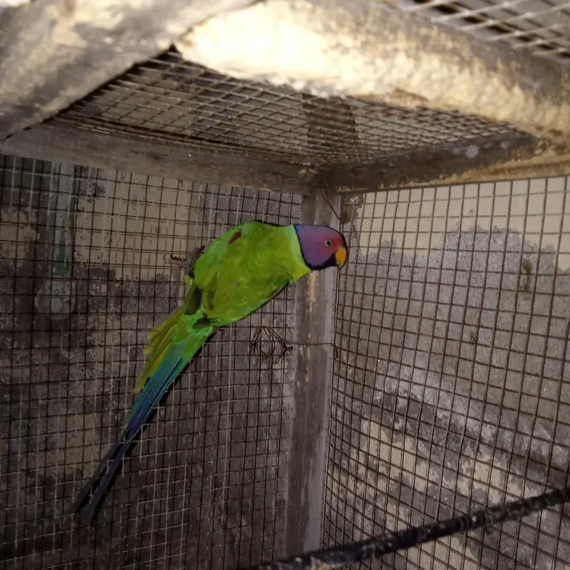 plum headed parrot urgent sale only whatsap — photo 2