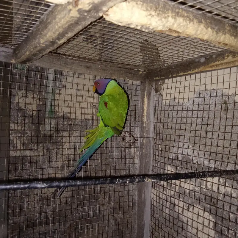 plum headed parrot urgent sale only whatsap — photo 3