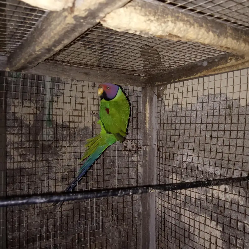 plum headed parrot urgent sale only whatsap — photo 4