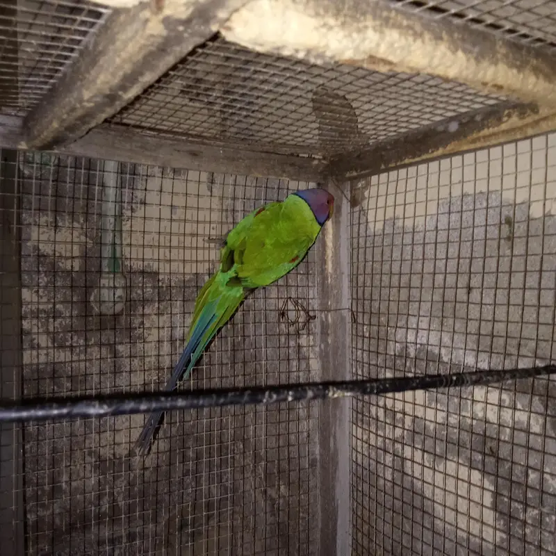 plum headed parrot urgent sale only whatsap — photo 5