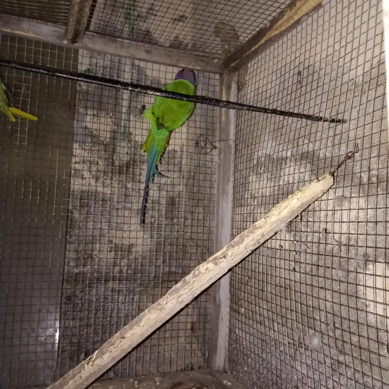 plum headed parrot urgent sale only whatsap — photo 6