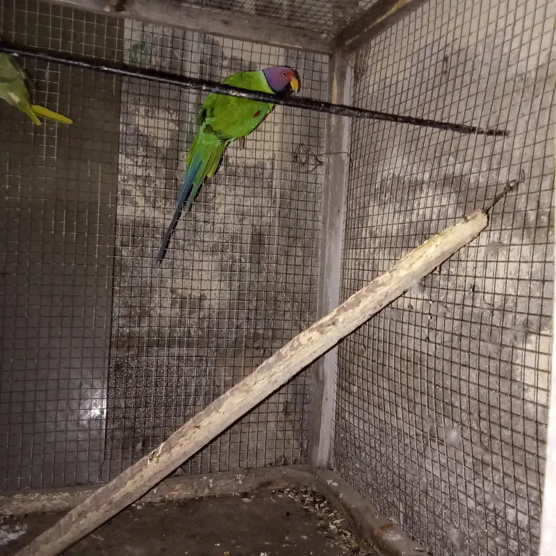 plum headed parrot urgent sale only whatsap — photo 7