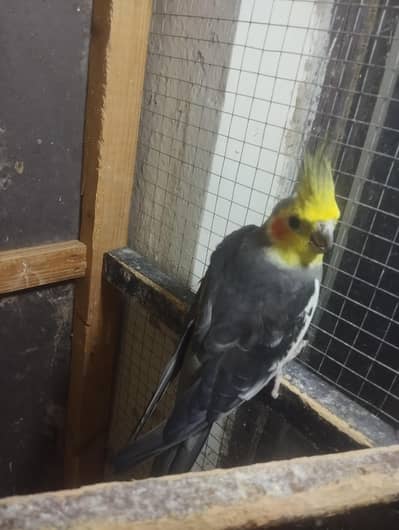 3 years old cockatail for sale only