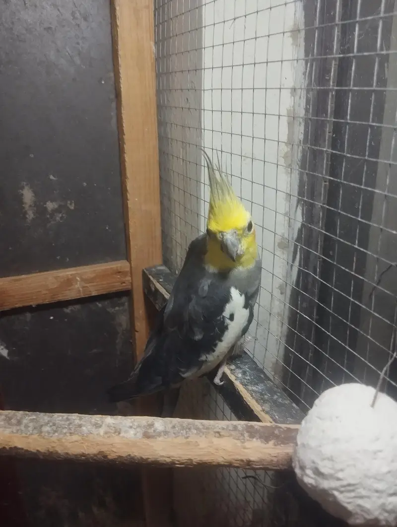 3 years old cockatail for sale only — photo 2