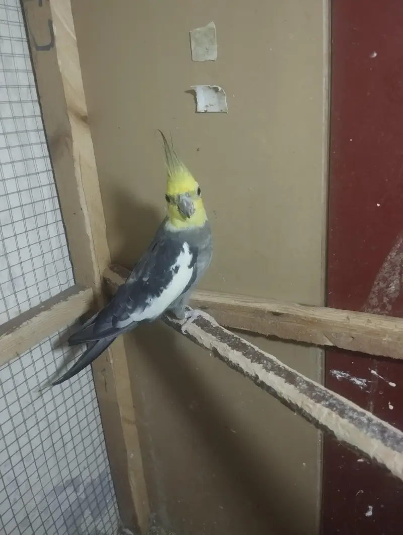 3 years old cockatail for sale only — photo 3