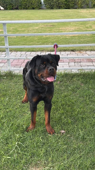 Pet dog
