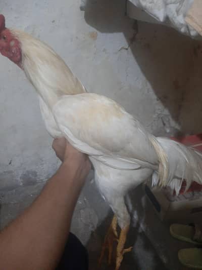 heera male