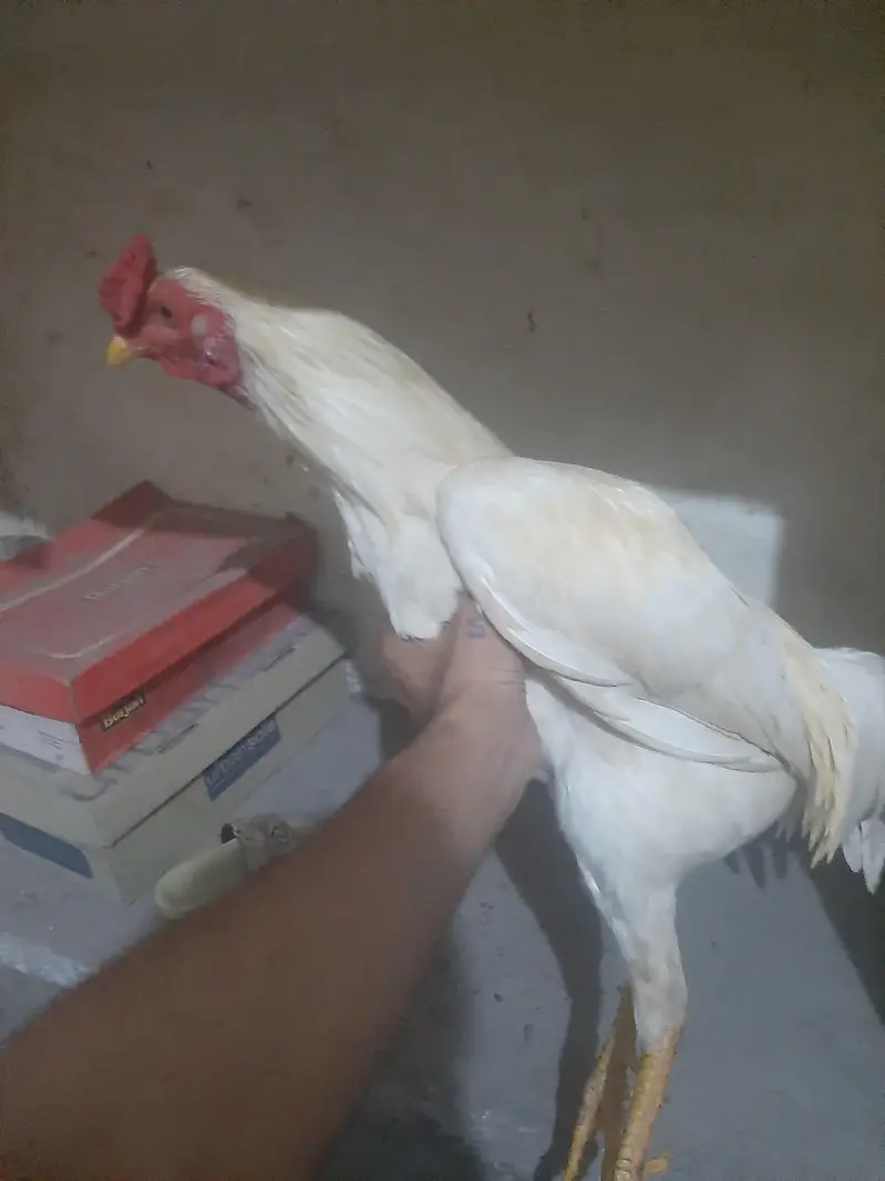 heera male — photo 2