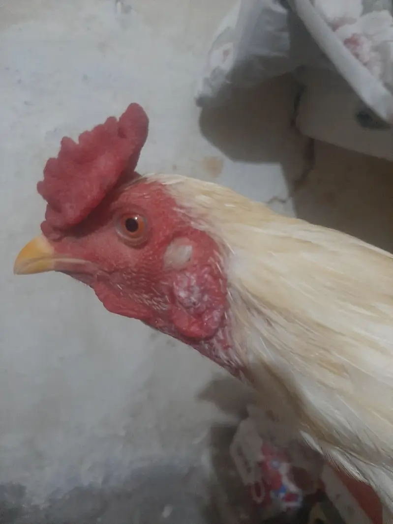 heera male — photo 3