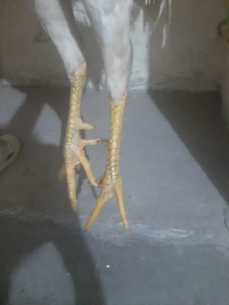 heera male — photo 4