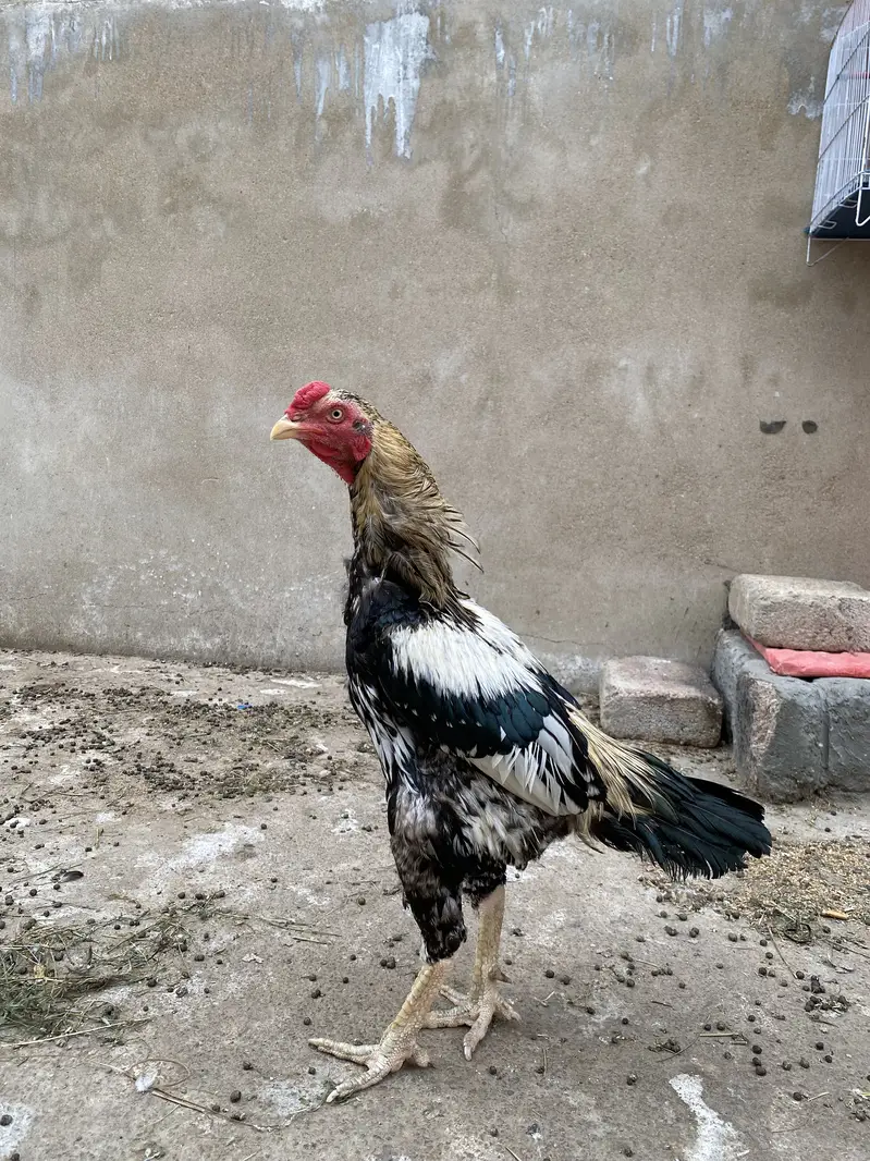 White jawaa — photo 3