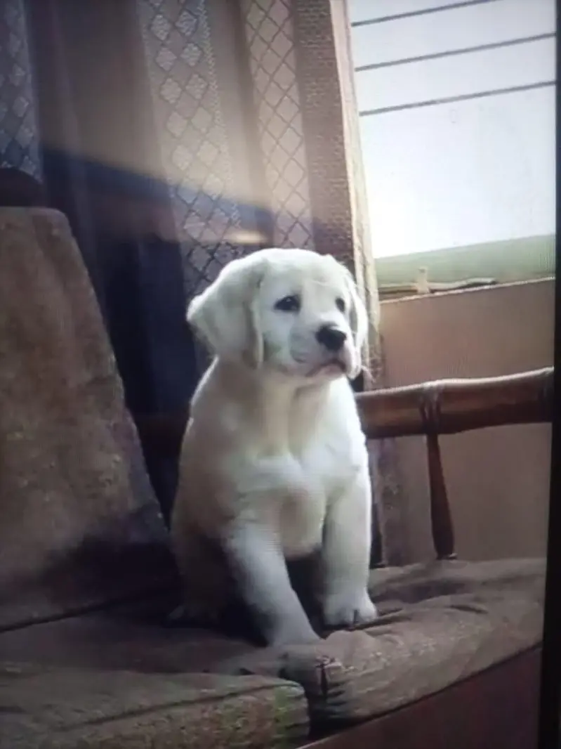 Labrador puppy age 2 month urgent sale possible delivery — photo 5