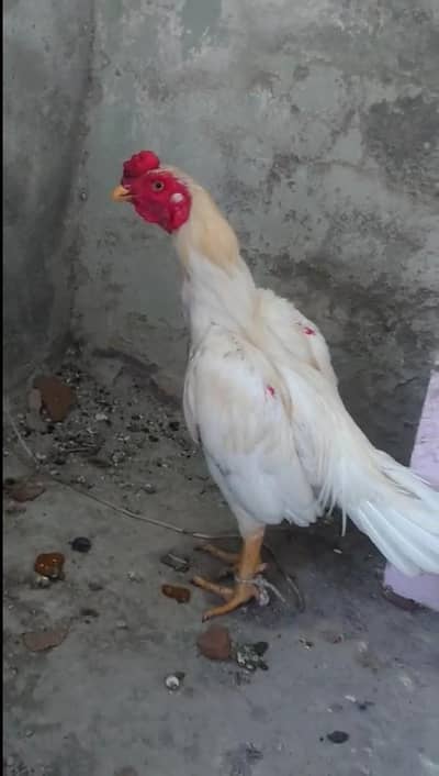 aseel Heera boska nok nali white eyes
