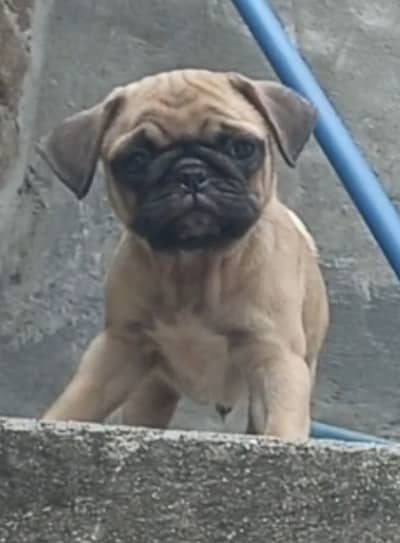 pug male puppy imported blood line exchange negotiable price