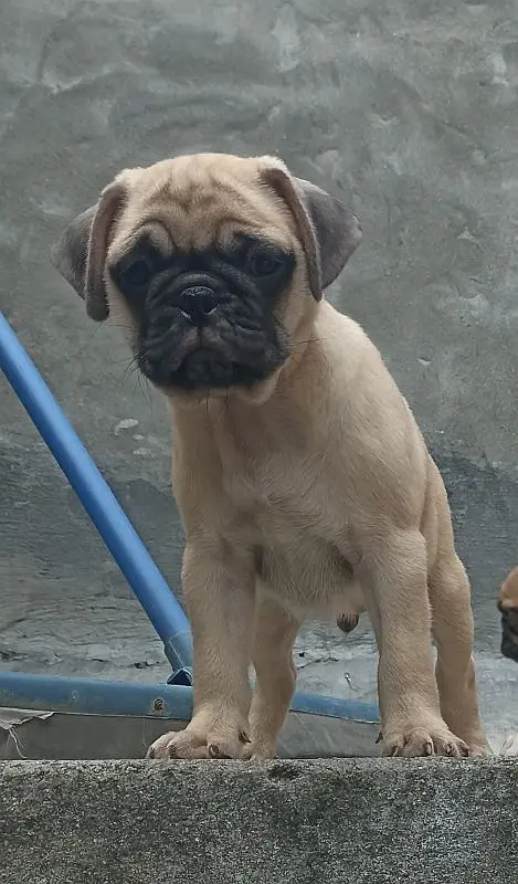 pug male puppy imported blood line exchange negotiable price — photo 2