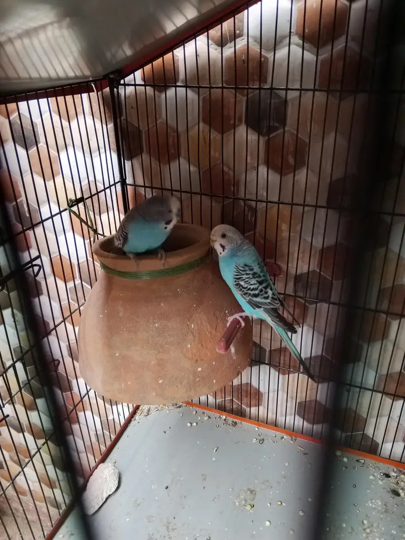 2 pair hai budgie ke — photo 5