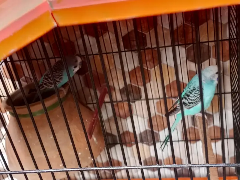 2 pair hai budgie ke — photo 10