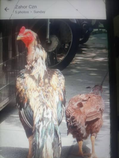 2 female 1 male