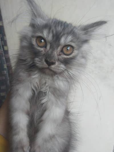 persian kitten