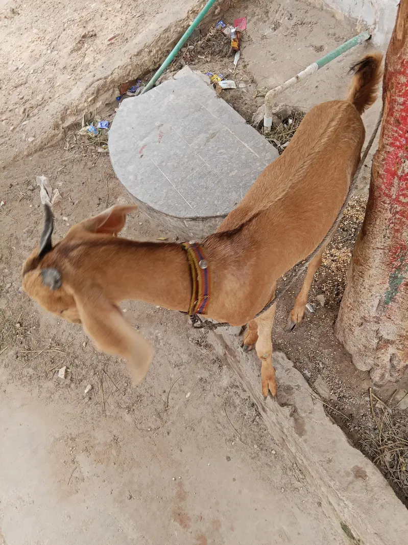 ghr ki Pali hoi hy — photo 2