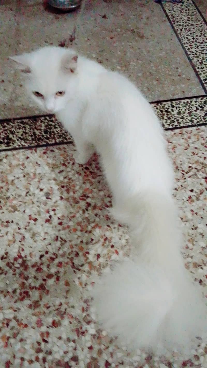 Friendly cat hy 0