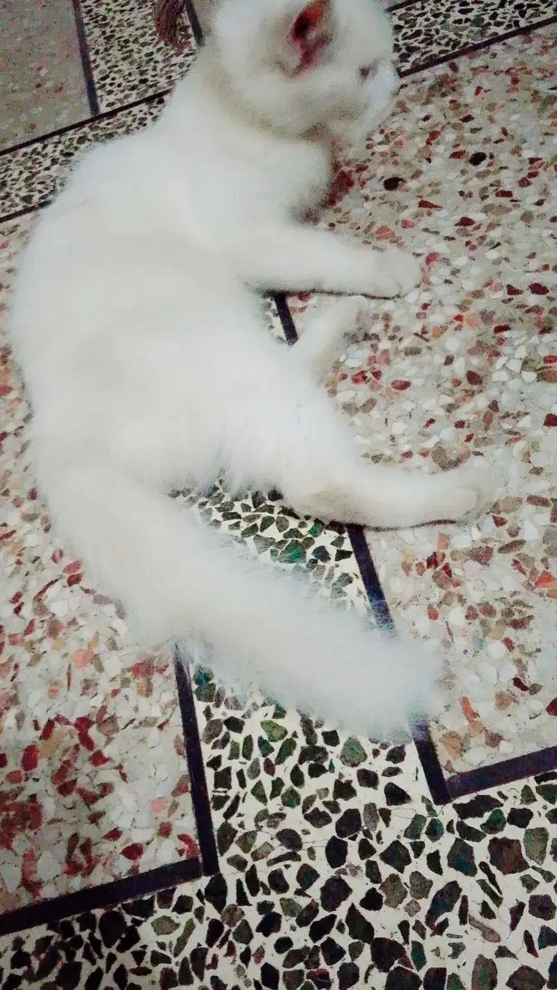 Friendly cat hy — photo 2