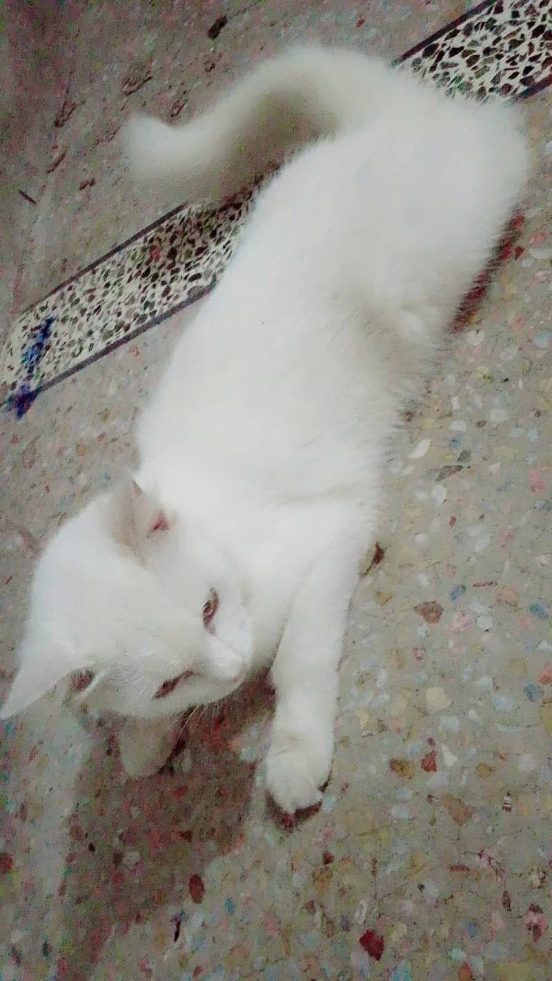 Friendly cat hy 2