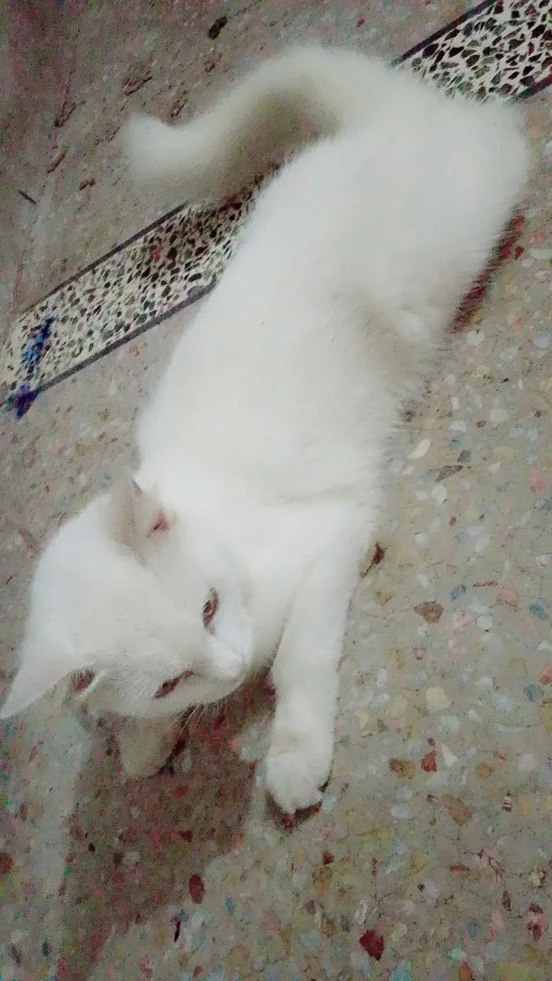 Friendly cat hy — photo 3